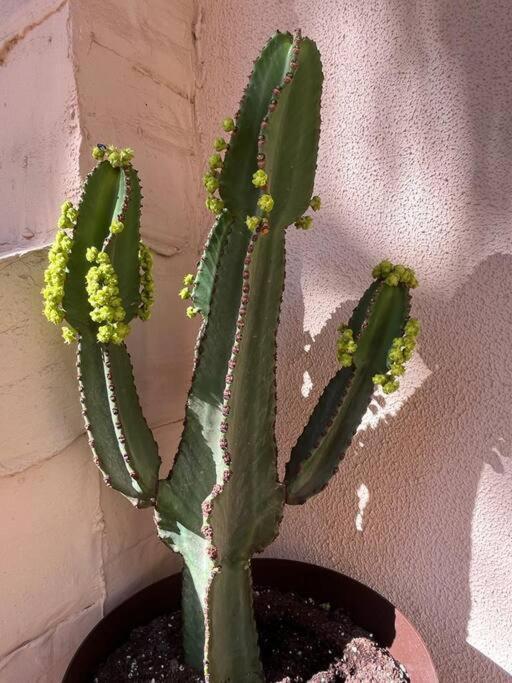 Casa Cactus Paraiso