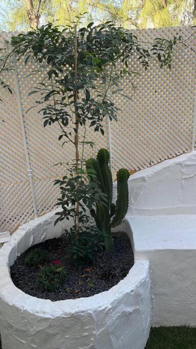 Casa Cactus Paraiso Parque Holandes